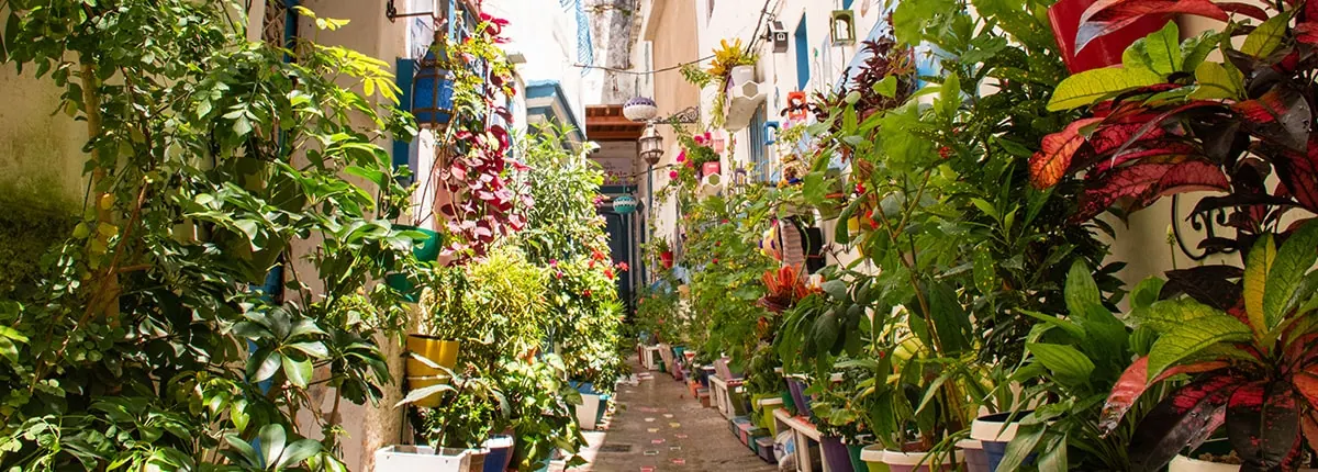 13-Night Transatlantic Cruise from Barcelona, Spain
