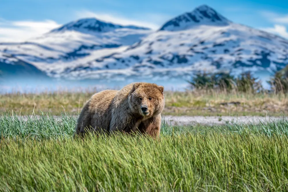 10-Night Tastes of Alaska Cruisetour (Post Tour) Cruise