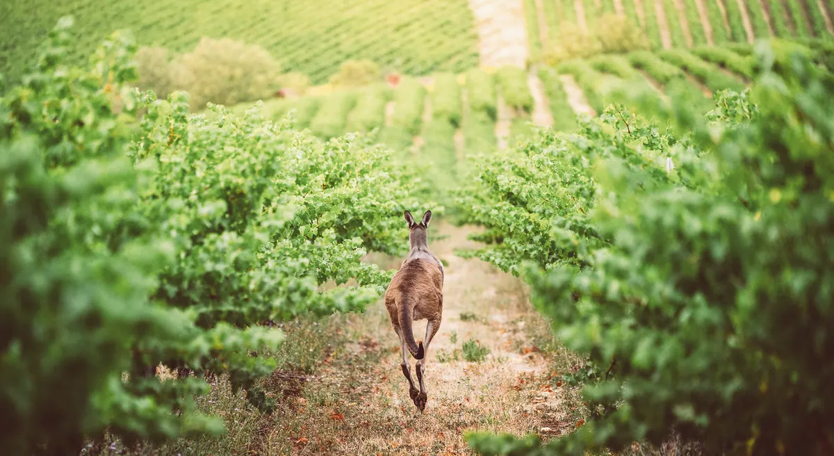 9-Night Australia Wine Country & Tasmania Cruise