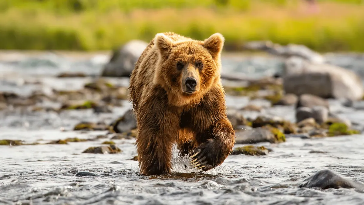 11-Night Alaska Wildlife Encounter Cruisetour (Post Tour) Cruise