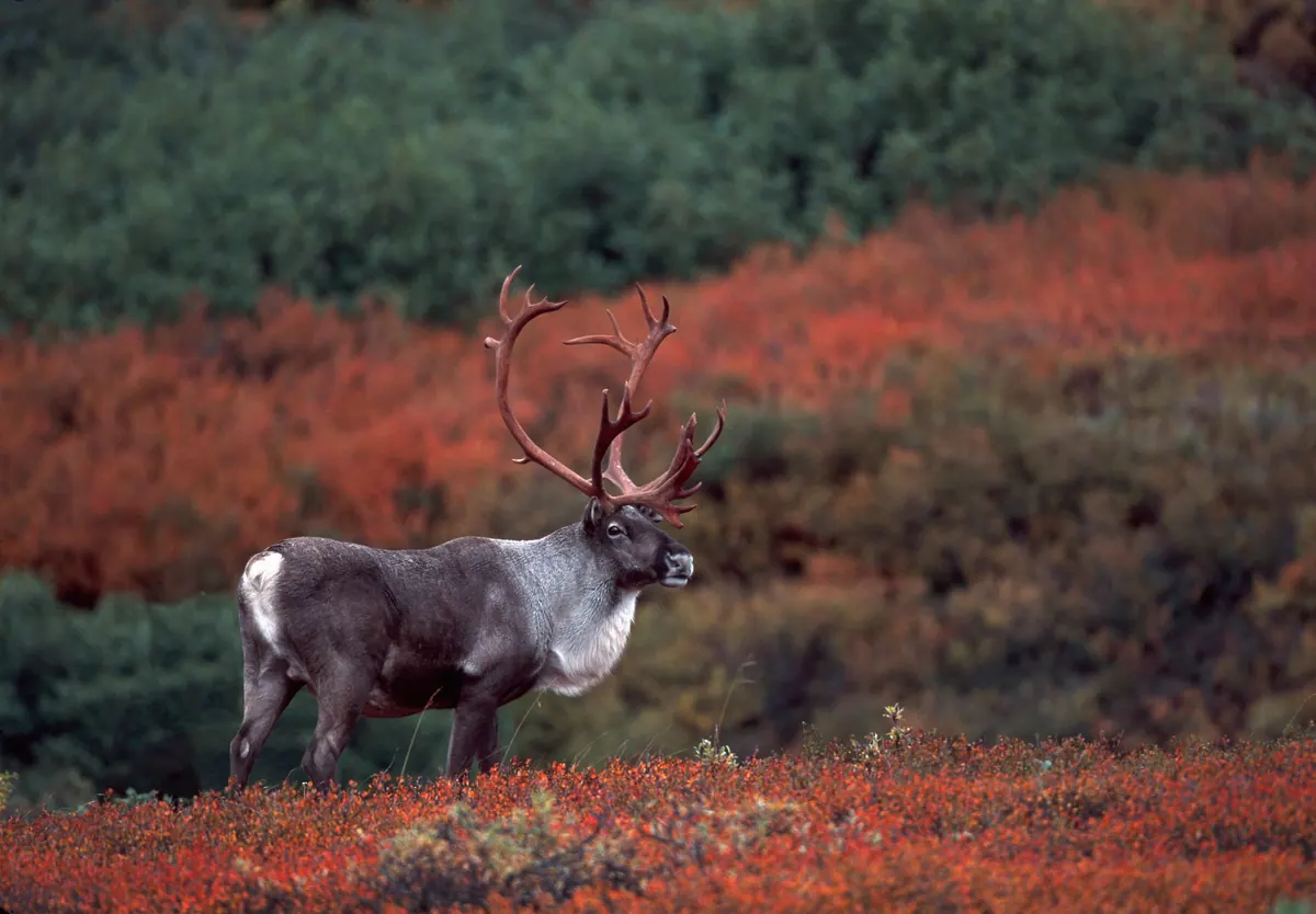 11-Night Majestic Tundra Explorer Cruisetour (Post Tour) Cruise