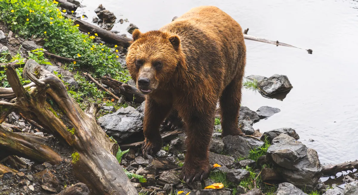 11-Night Alaska Wildlife Encounter Cruisetour (Post Tour) Cruise