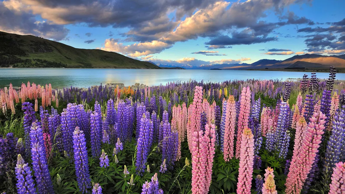 12-Night New Zealand Holiday Cruise