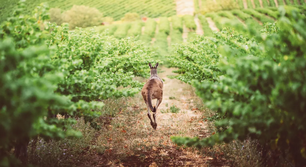 9-Night Australia Wine Cruise