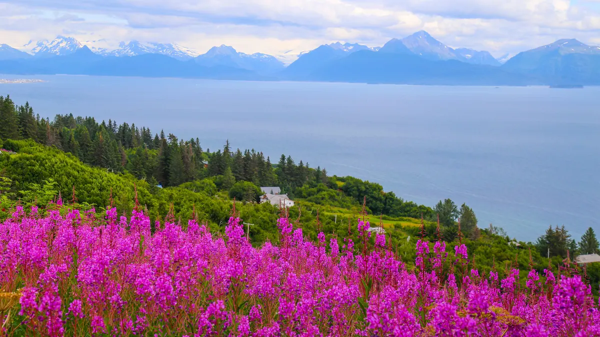 13-Night Homer Discovery And Heartland Wildlife Cruisetour (Post Tour) Cruise