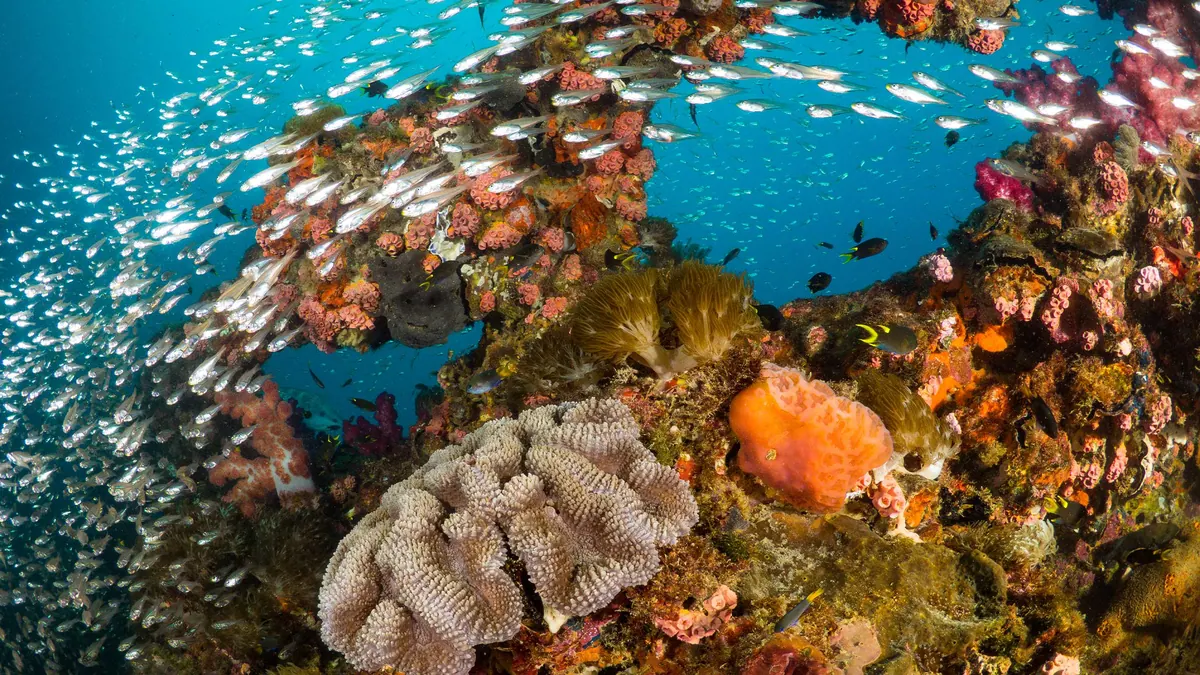 10-Night Great Barrier Reef Cruise