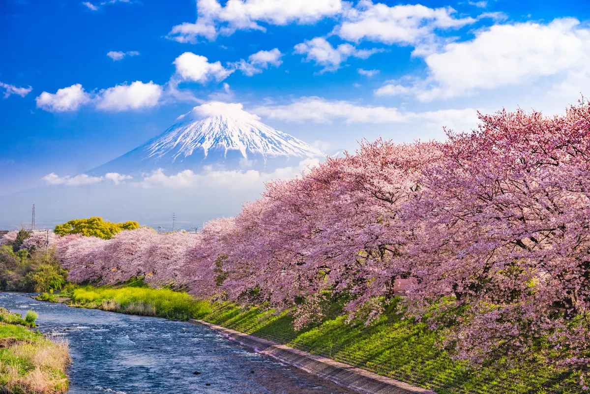 10-Night Japan Cherry Blossoms: Tokyo, Kyoto Cruise