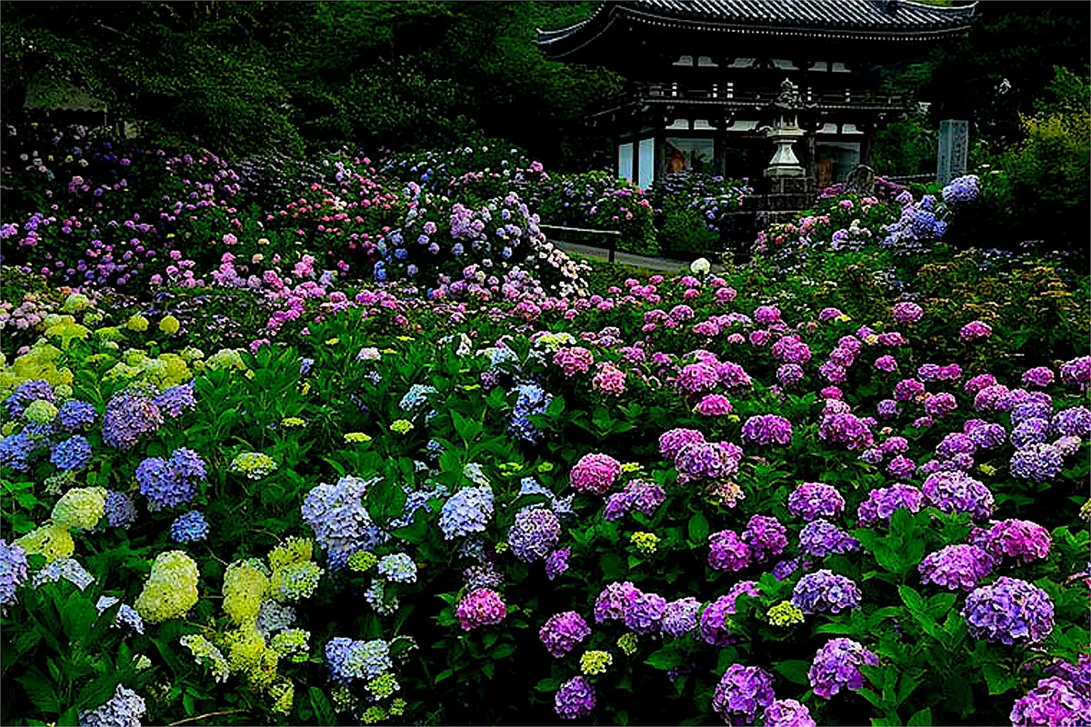12-Night Japan & Korea: Hydrangea Season Cruise