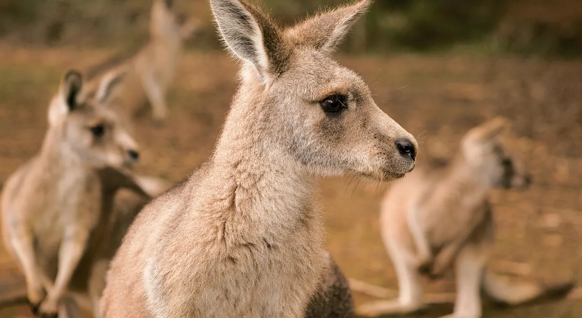 4-Night Tasmania Cruise