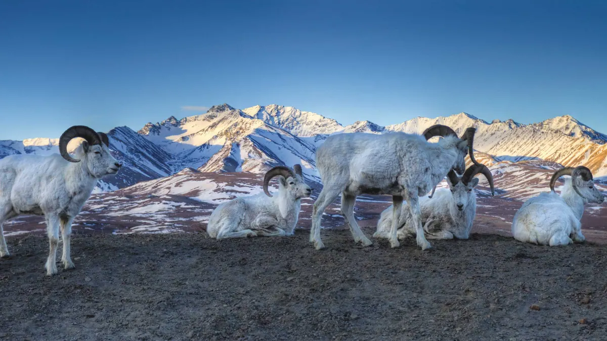 10-Night Tastes of Alaska Cruisetour (Pre Tour) Cruise