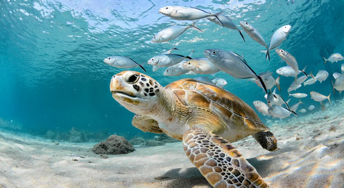 11-Night Southern Caribbean Intensive Cruise