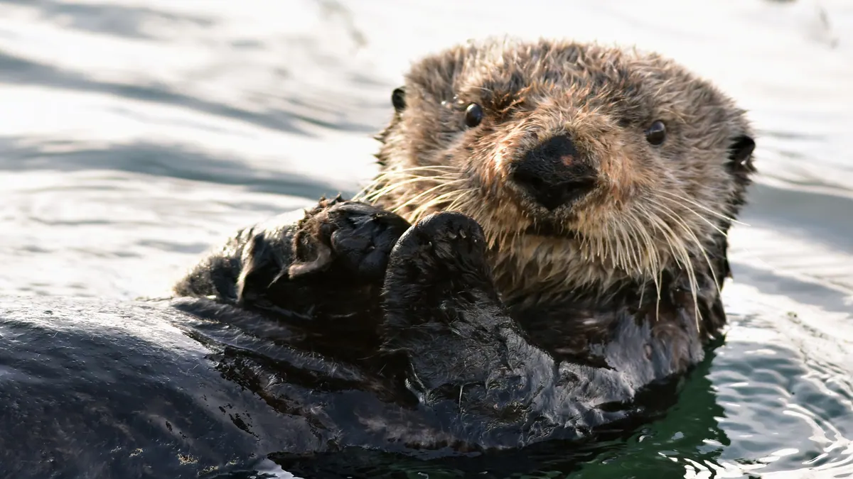 11-Night Alaska Wildlife Encounter Cruisetour (Post Tour) Cruise