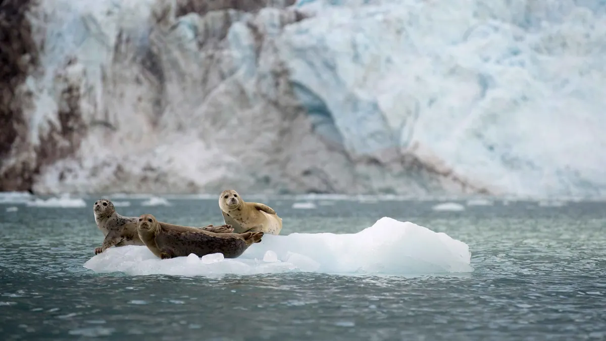 11-Night Alaska Wildlife Encounter Cruisetour (Pre Tour) Cruise