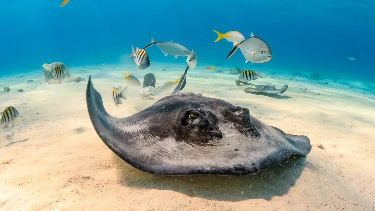 11-Night Ultimate Southern Caribbean Cruise