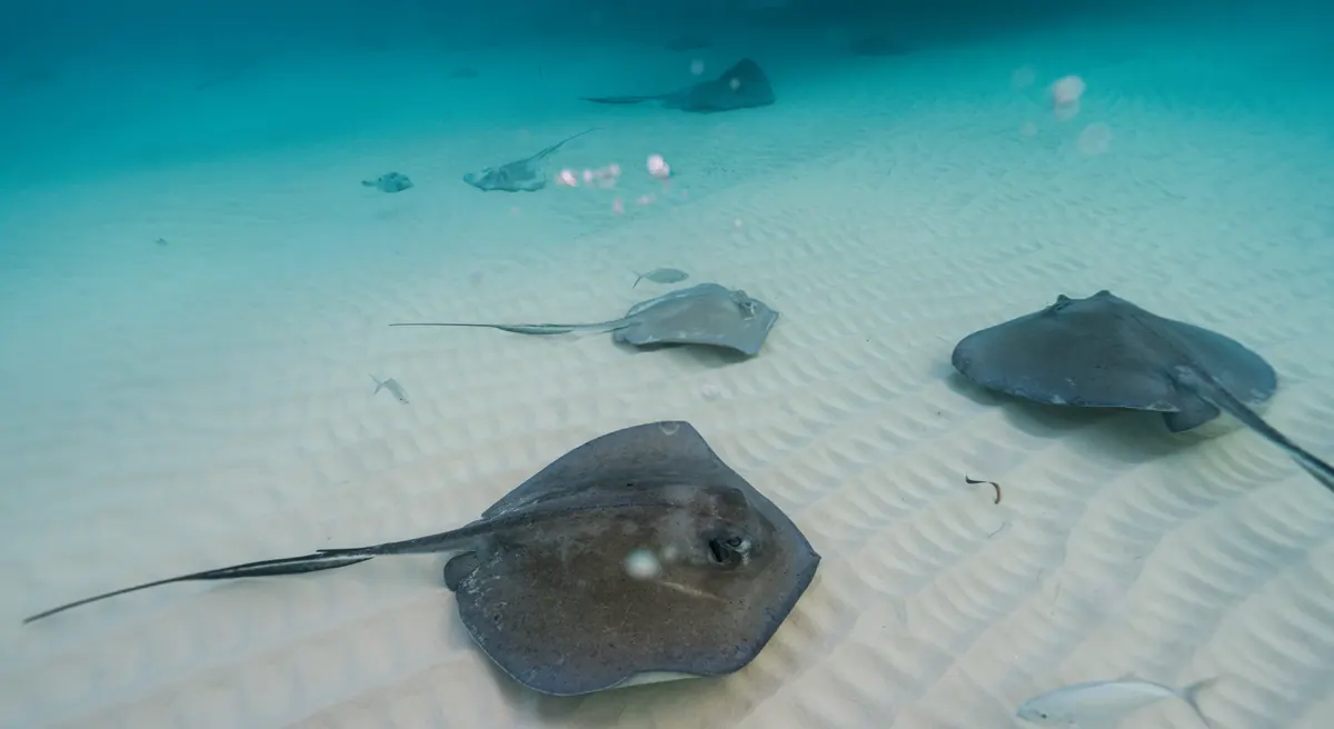 7-Night Mexico & Grand Cayman Cruise