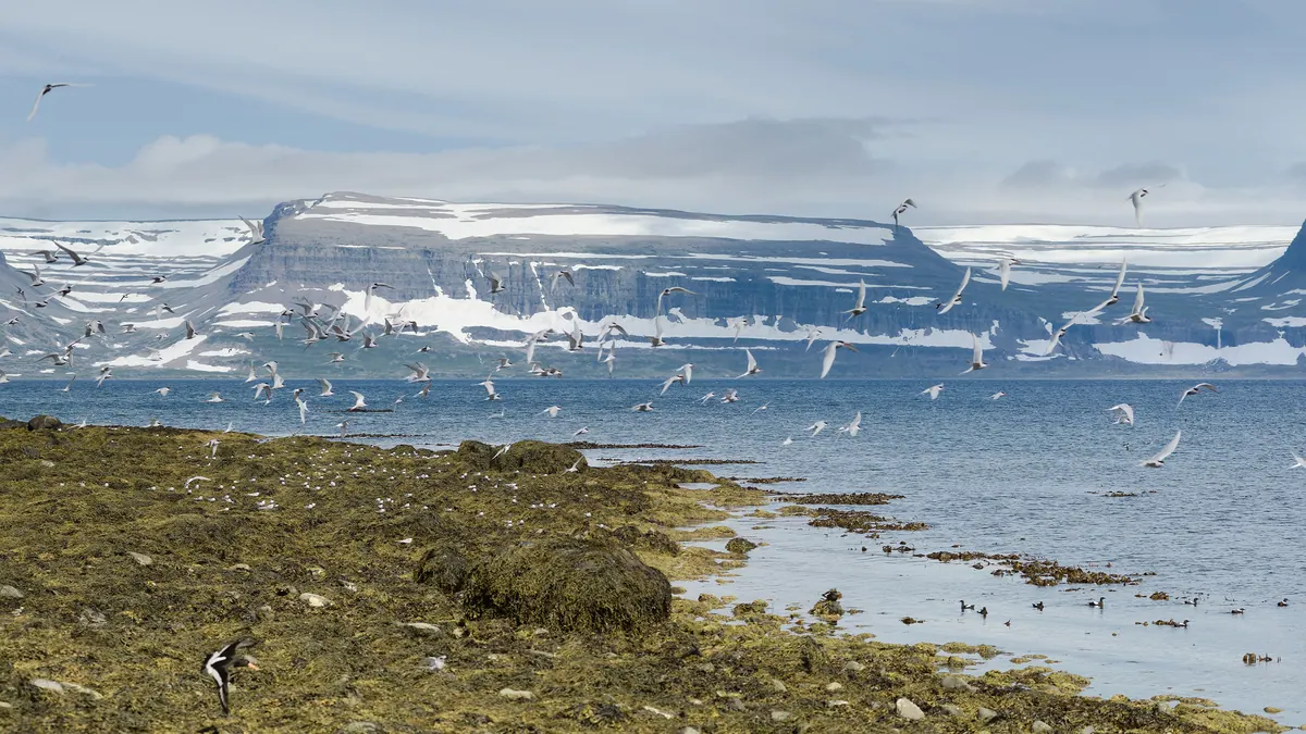 7-Night Iceland Glaciers, Geysers & Fjords Cruise