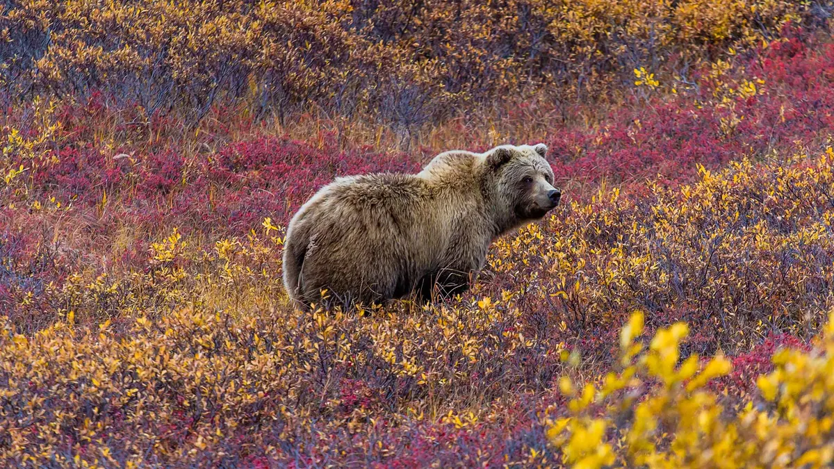 11-Night Premium Wildlife and Wilderness Discovery Cruisetour (Post Tour) Cruise
