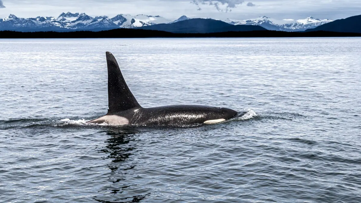 7-Night Alaskan Cruise from Vancouver