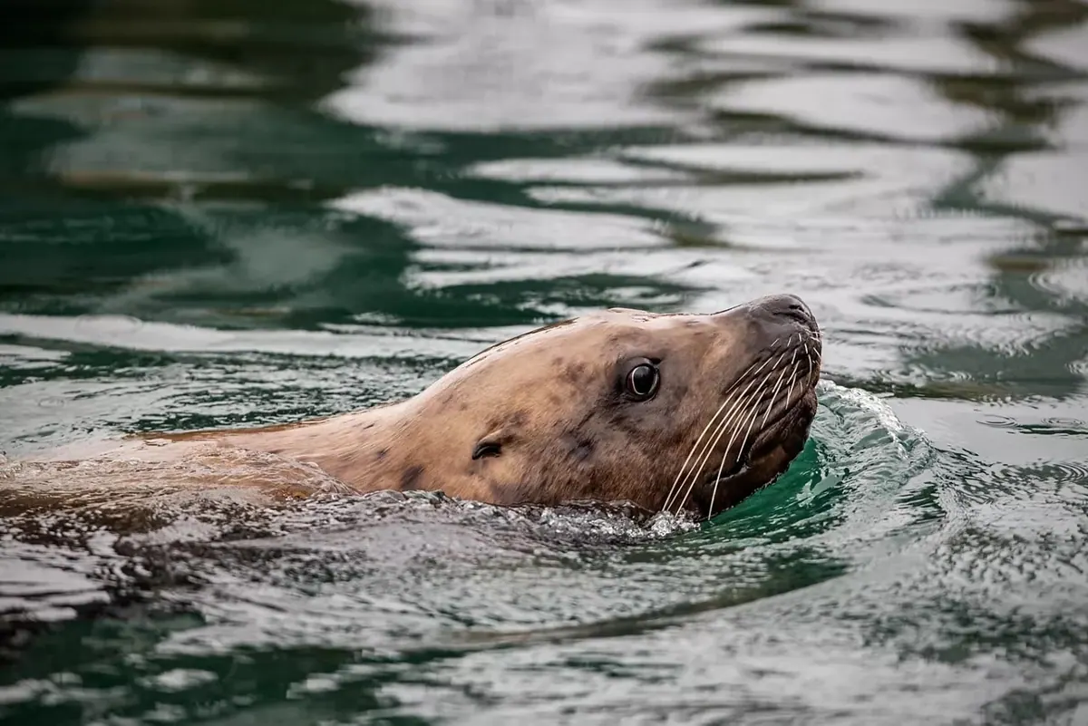 7-Night Inside Passage (with Glacier Bay National Park) Cruise