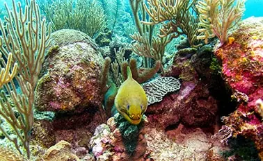 7-Night Western Caribbean with Mexico Holiday Cruise