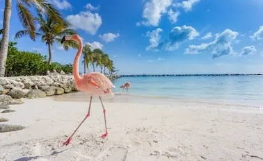 7-Night Southern Caribbean with Aruba Cruise