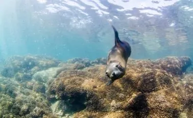 11-Night Baja Peninsula & Sea of Cortez Cruise