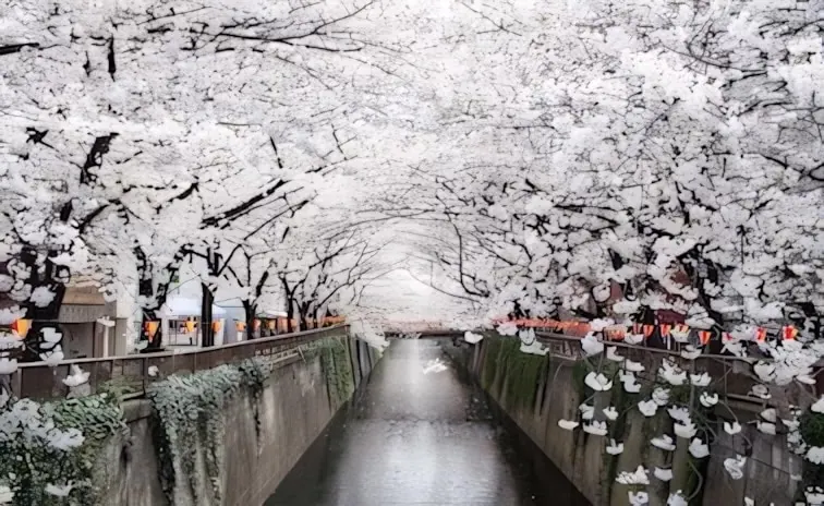 10-Night Japan Explorer Cherry Blossoms Cruise