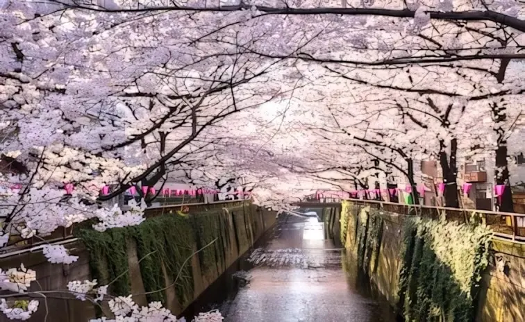 11-Night Hokkaido Cherry Blossoms Cruise