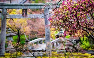 12-Night Japan Explorer Cherry Blossoms Cruise