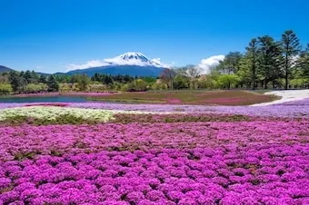 20-Night Grand Circle Japan Cruise