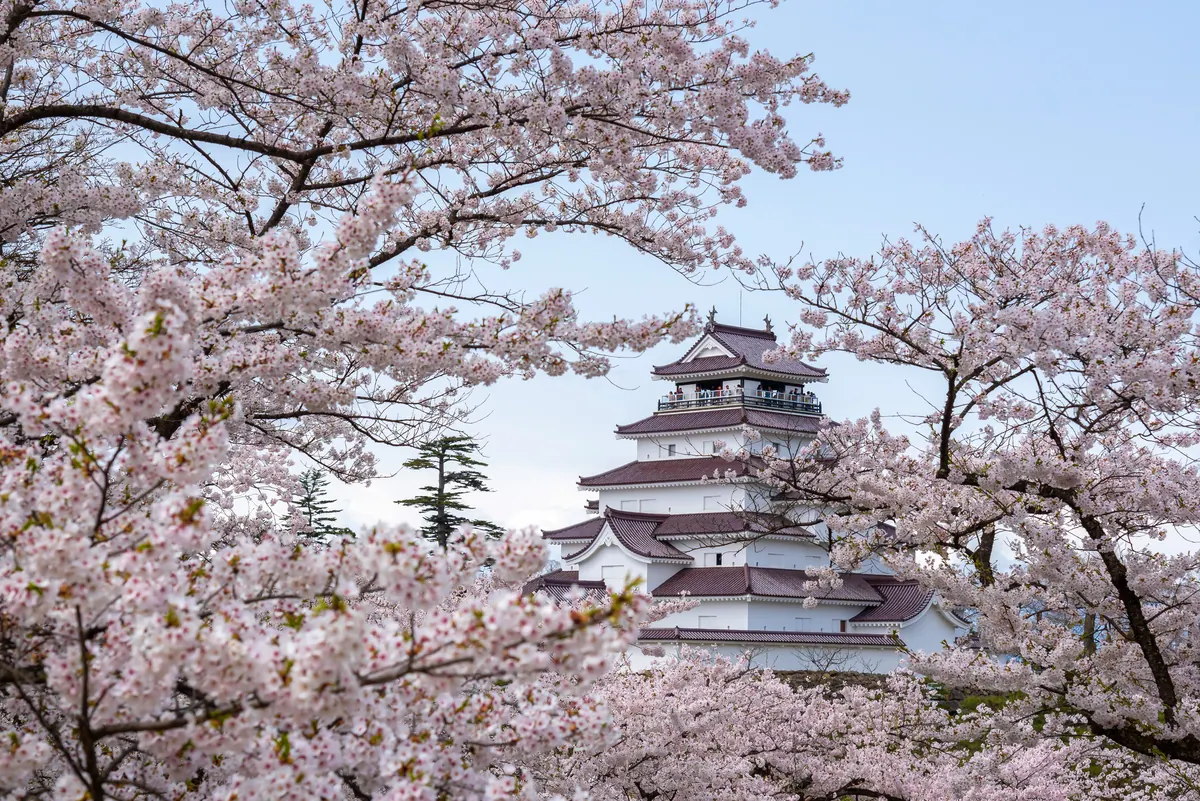 22-Night Grand Japan Cherry Blossoms Cruise