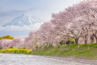 24-Night Grand Japan Cherry Blossoms Cruise