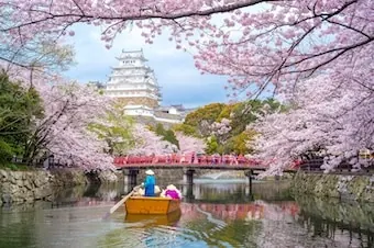 24-Night Grand Japan Cherry Blossoms Cruise