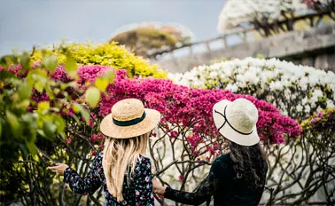 17-Night Grand Japan Cruise