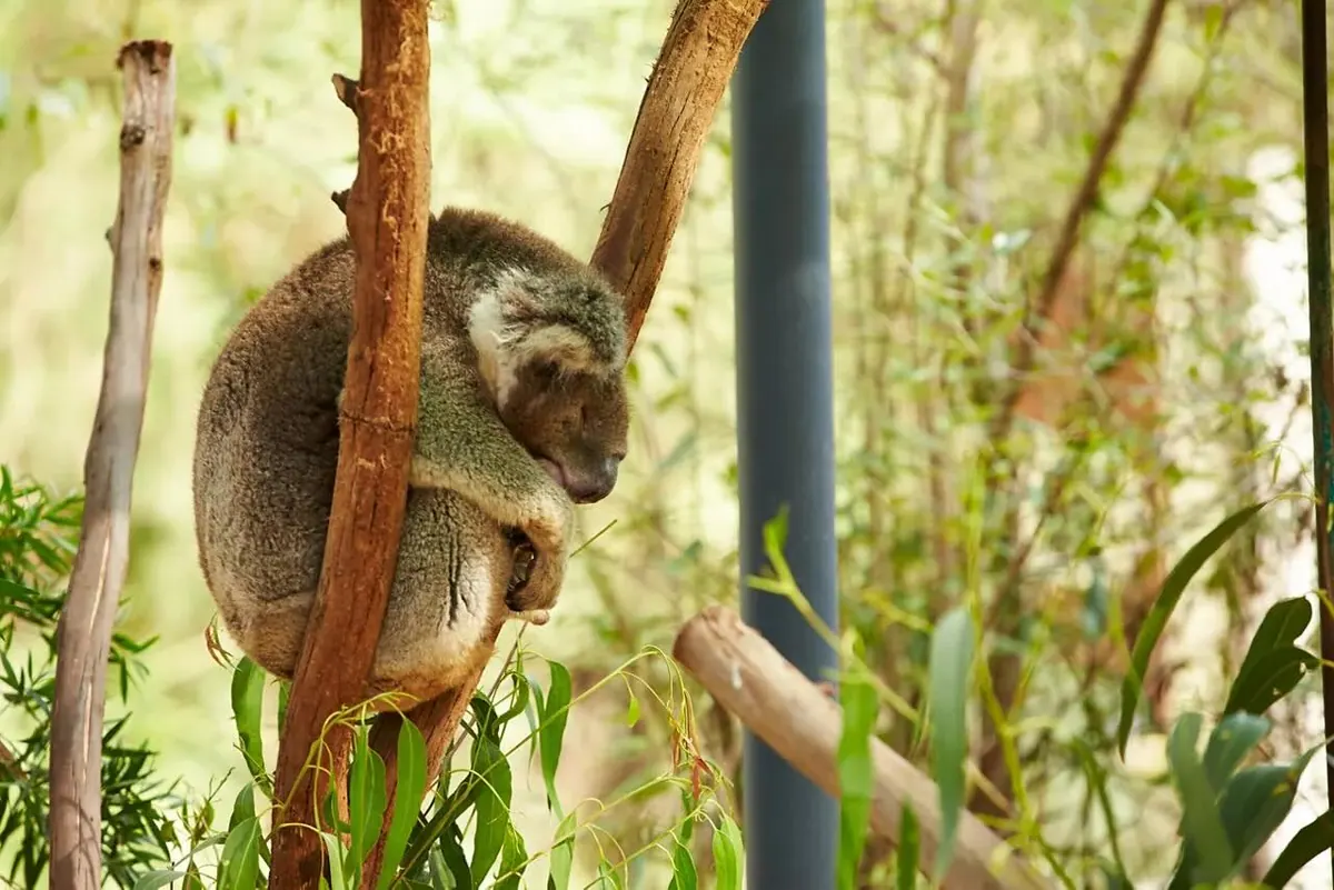 6-Night Southern Australia Adventure Cruise