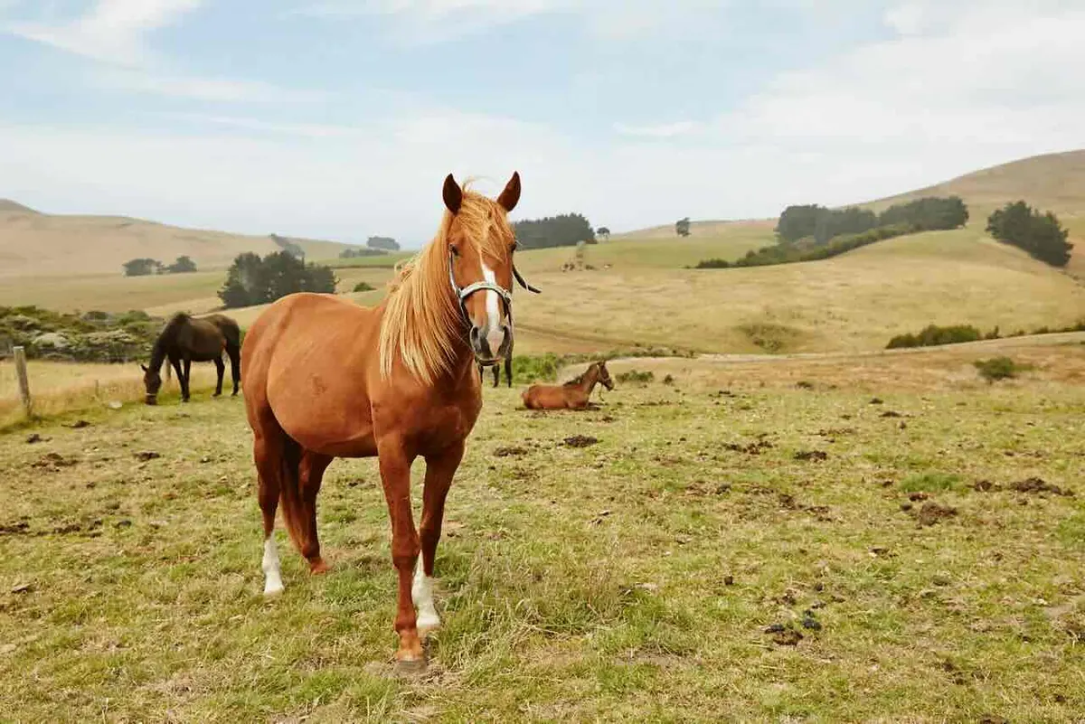 13-Night New Zealand Cruise