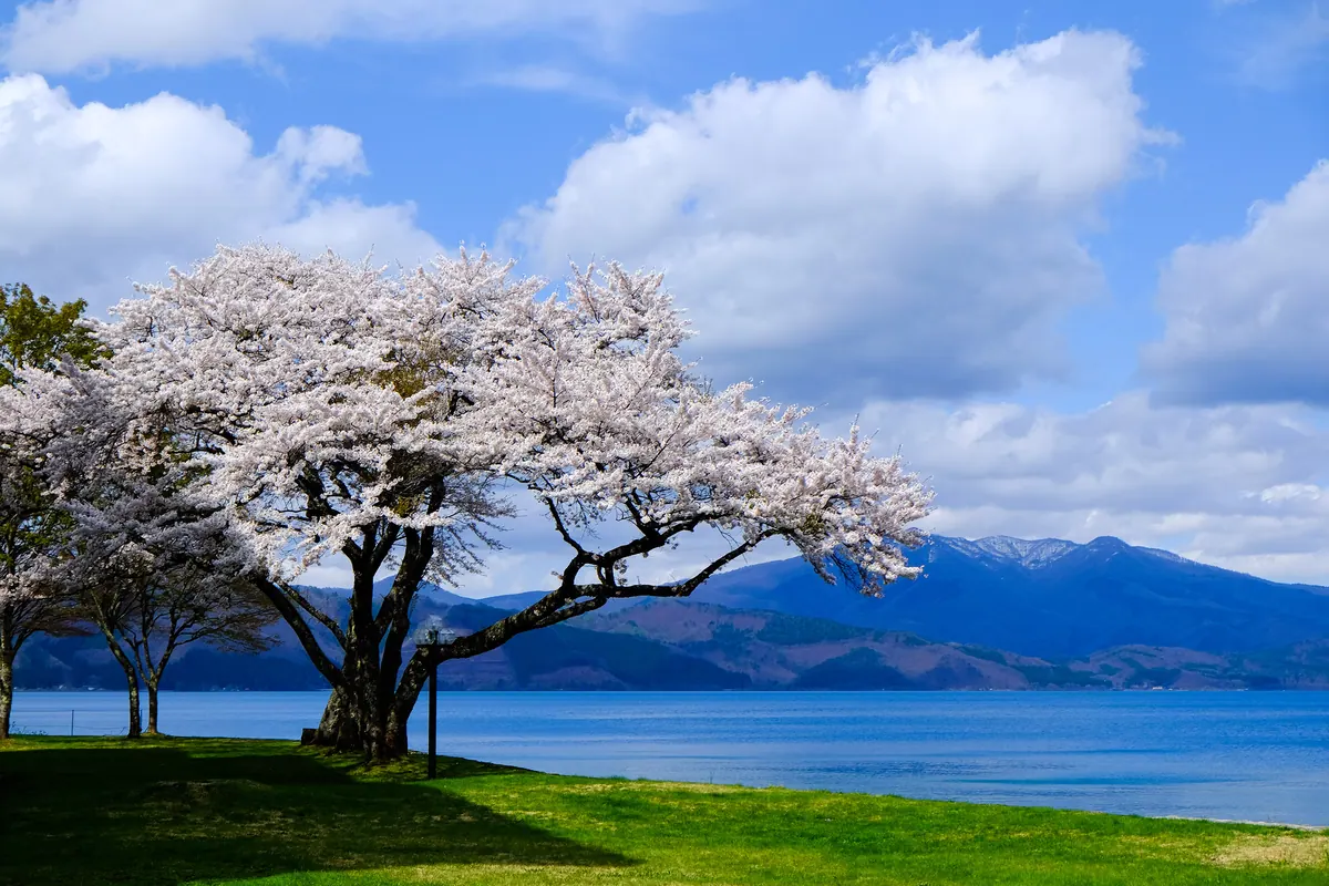 14-Night Seattle To Tokyo Cruise