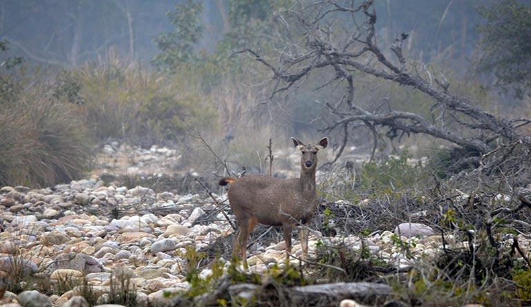 Aranya Safari Resort, Corbett National Park Package