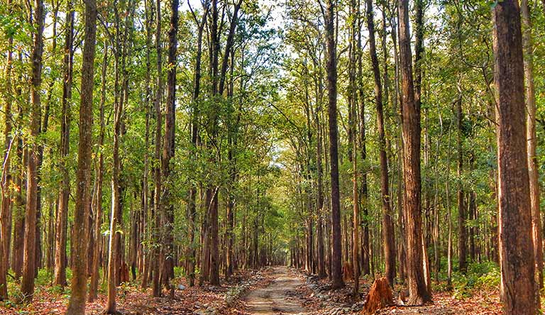 Corbett & Nainital Package