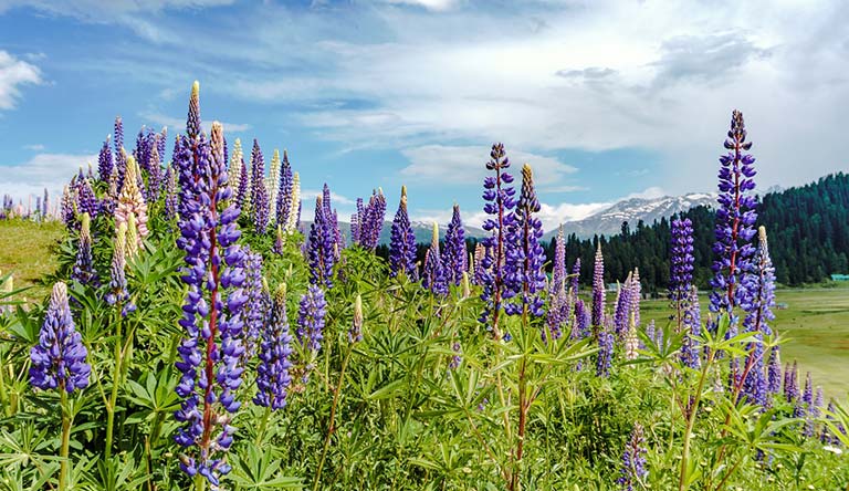 Mesmerising Kashmir