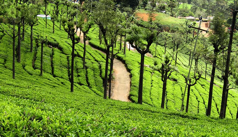 Nature's Beauty & History's Blend