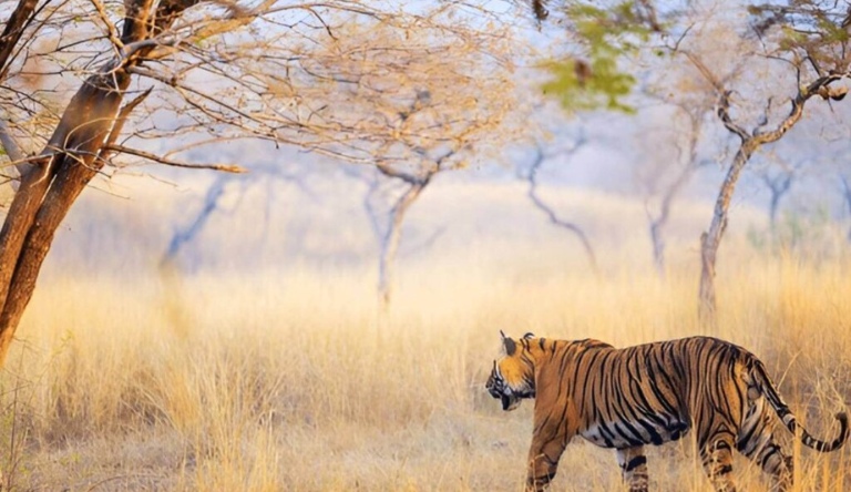 Rajasthan with a tinge of Wildlife