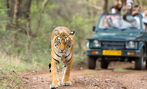 Corbett