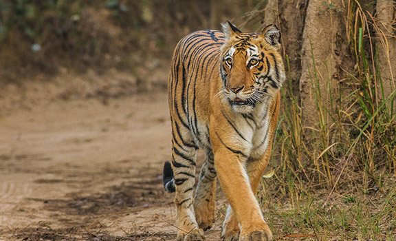 Corbett
