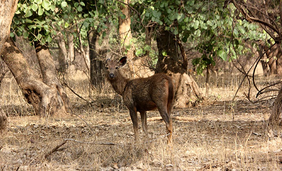 Ranthambhore