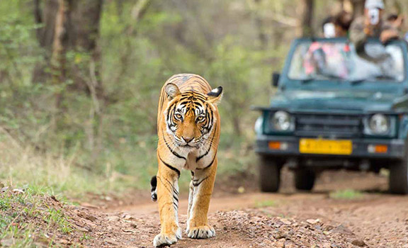 Corbett