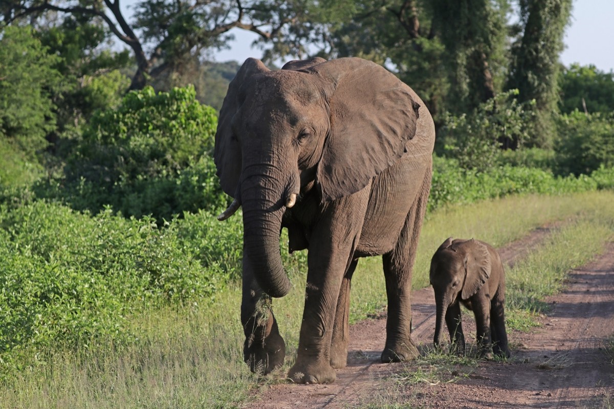 Africa